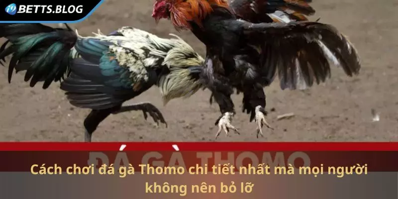 Cách chơi đá gà Thomo chi tiết nhất mà mọi người không nên bỏ lỡ