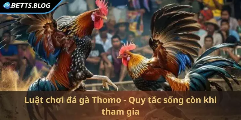 Luật chơi đá gà Thomo - Quy tắc sống còn khi tham gia