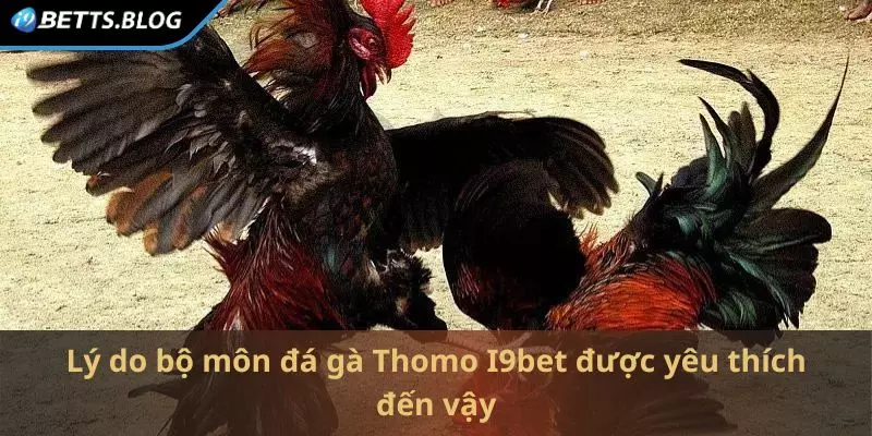 Lý do bộ môn đá gà Thomo I9bet được yêu thích đến vậy