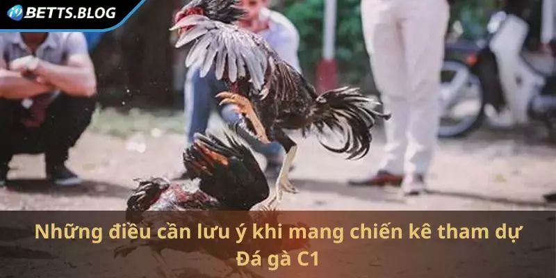 Những điều cần lưu ý khi mang chiến kê tham dự Đá gà C1