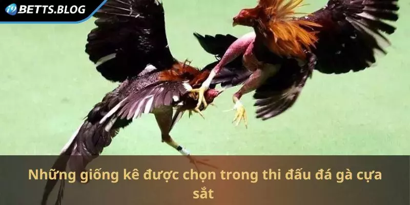 Những giống kê được chọn trong thi đấu đá gà cựa sắt 