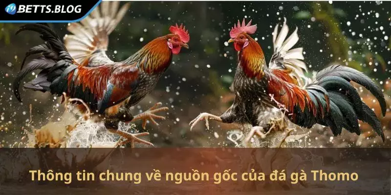 Thông tin chung về nguồn gốc của đá gà Thomo 